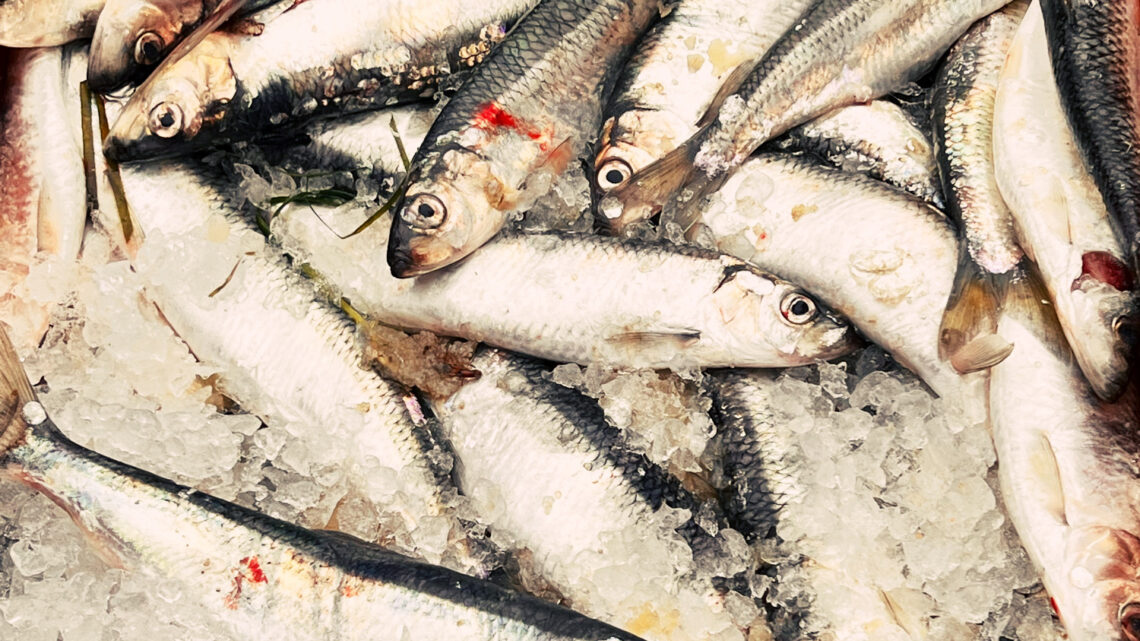 Heringsfest auf Hiddensee feierte Premiere