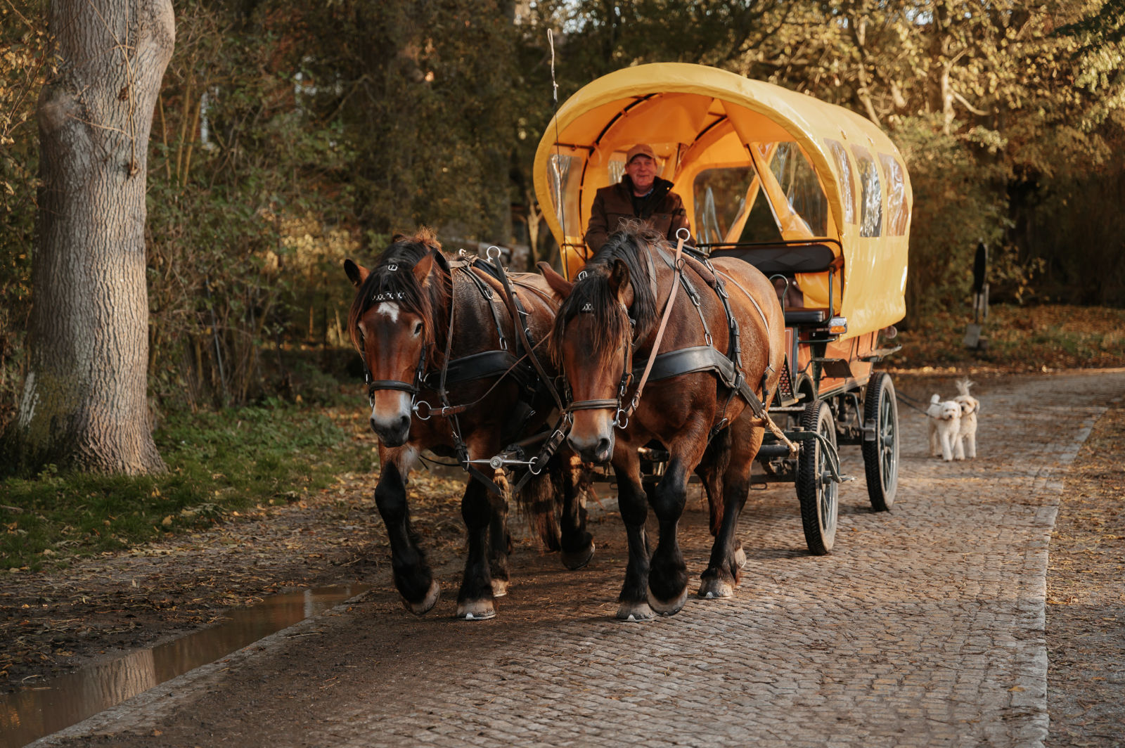 Unterwegs mit Pferd und Wagen