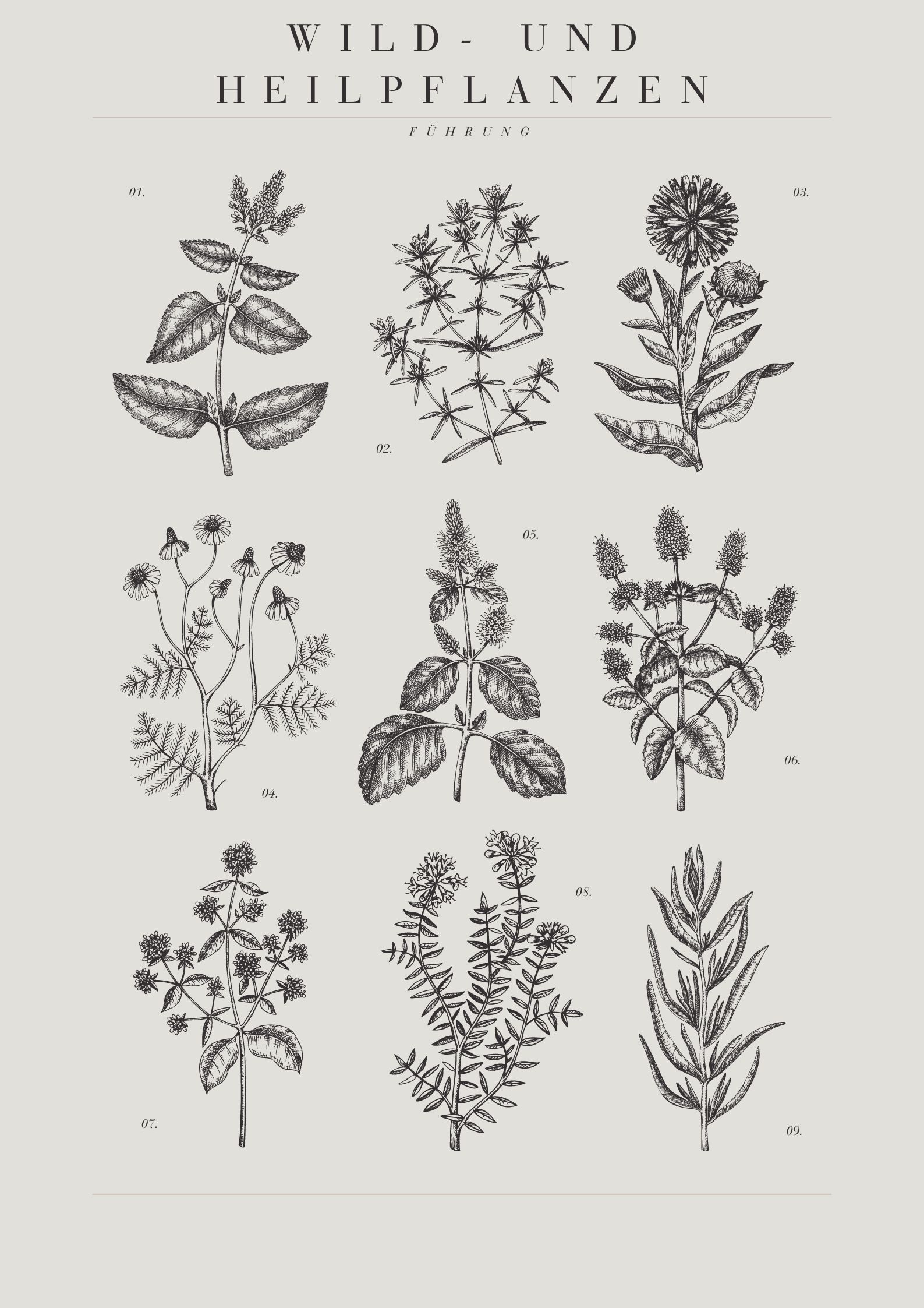 Wild- und Heilpflanzenführung