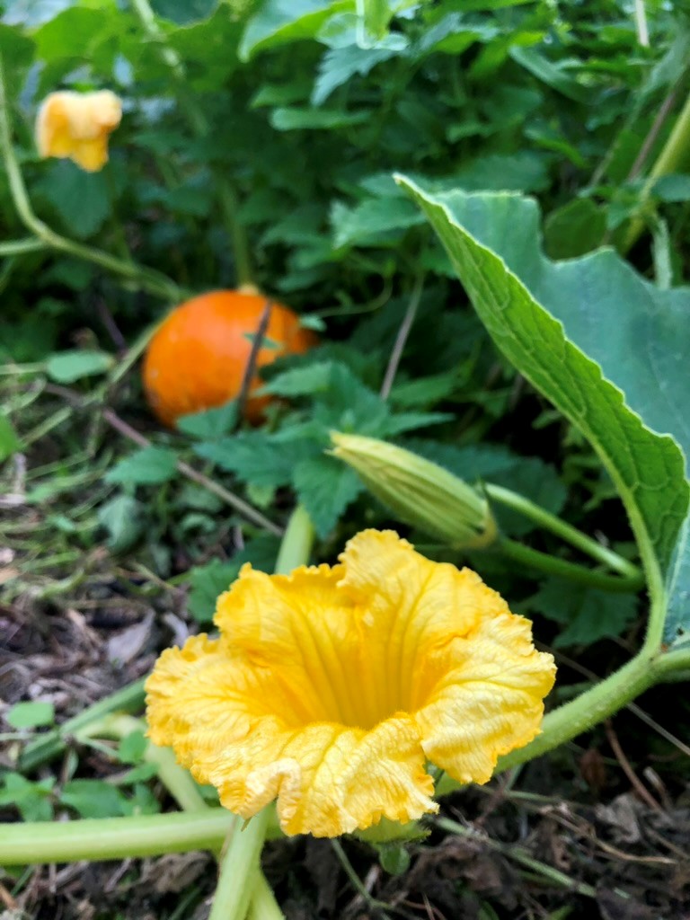 Jungpflanzenmarkt vom Klostergarten in Vitte