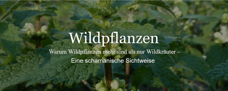 Wildpflanzen-Führungen mit Heike König