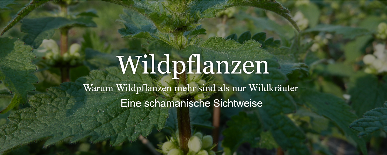 Wildpflanzen-Führungen mit Heike König